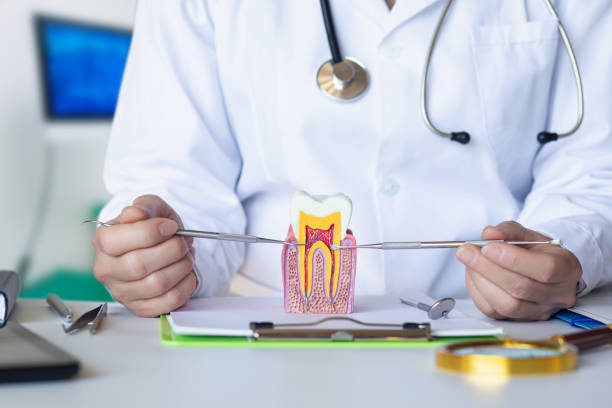Best Emergency Dental Care for Broken or Chipped Teeth in Monroeville, OH